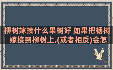 柳树嫁接什么果树好 如果把杨树嫁接到柳树上,(或者相反)会怎么样